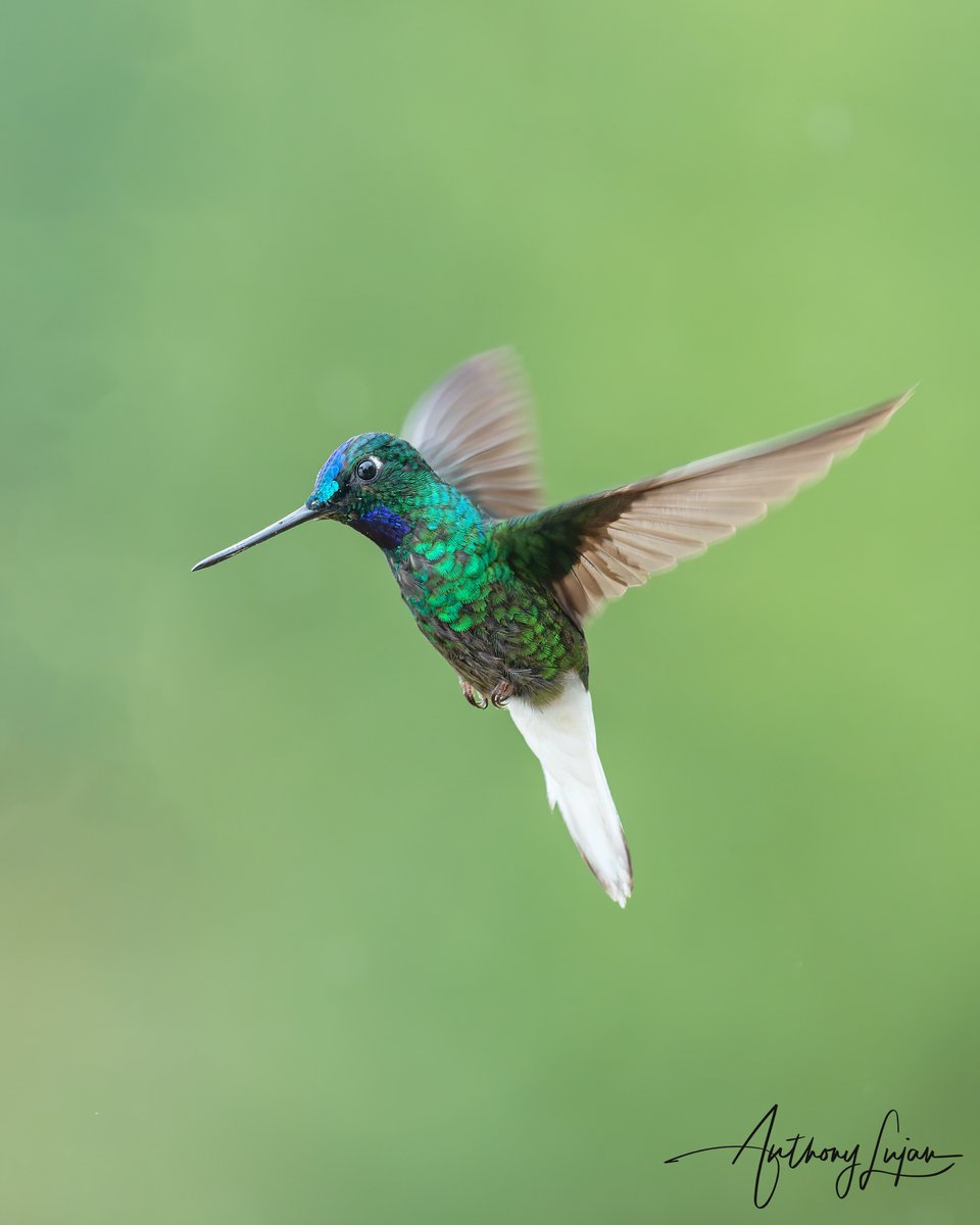 anthonylujan's tweet photo. The White-tailed Starfrontlet (Coeligena phalerata). They are endemic and listed as Near Threatened to the Santa Marta Mountains in Northern Colombia.
Taken @eldoradoreserve
Sony A1 - Sony 600mm
#alhummingbirdinflight
#WhitetailedStarfrontlet #Starfrontlet #hummingbird #nuts_... https://t.co/8YBbxYiwwX