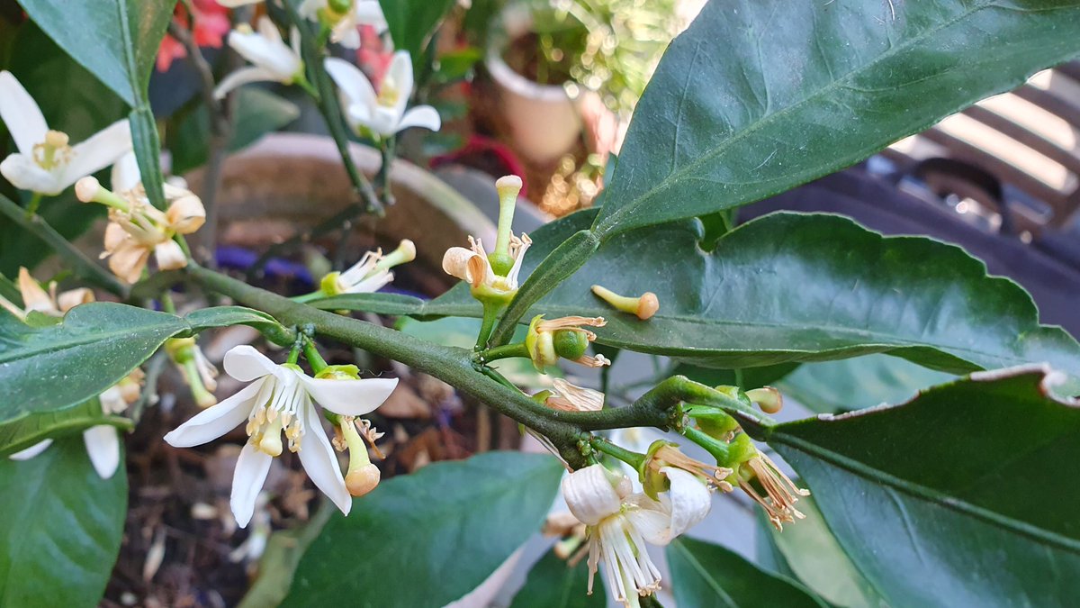 귤속(Citrus) 꽃
- 향 좋음
- 잎자루에 날개발달
열매가 되어가는 것도 보임