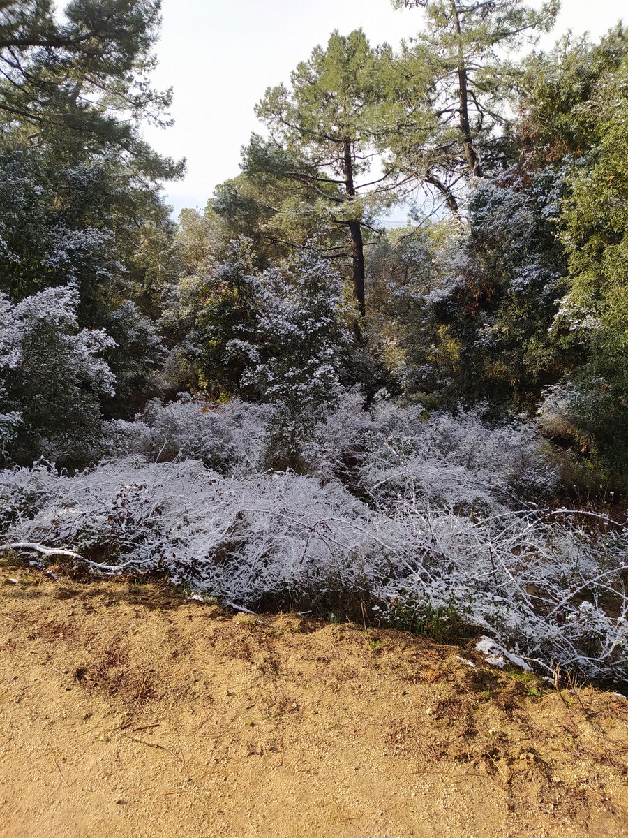 Lleus nevades al mont Sant Mateu, baix Maresme amb en @charlwhi.

#nevada #raconsdecatalunya #meteofriki #meteocatneu