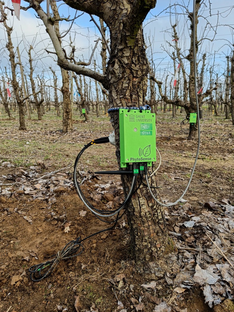 LabPlantEcology's tweet photo. Geslaagde @TreeWatchNet installatie van 18 sapstroomsensoren, dendrometers en bodemvochtsensoren op perelaars! 🍐🌳

In kader van het project 'Geïntegreerd #onkruidmanagement in de #fruitteelt'. Samenwerking Proefcentrum Fruitteelt, Bodemkundige Dienst België en @ugent. https://t.co/xzUGexbXnx