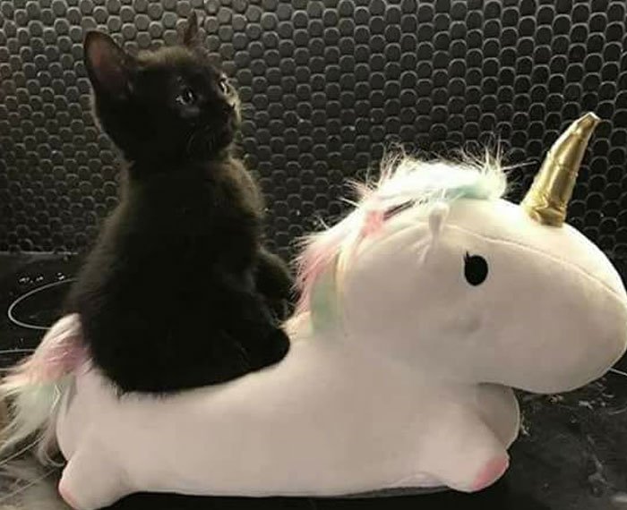 bangchanlaptops's tweet photo. Chanlix three tweets au 

sebagai tuan yang baik, chn hanya ingin membantu kucing kecilnya yang gelisah

// hybrid, bxb, nsfw 🔞 https://t.co/GgqfltyYGz