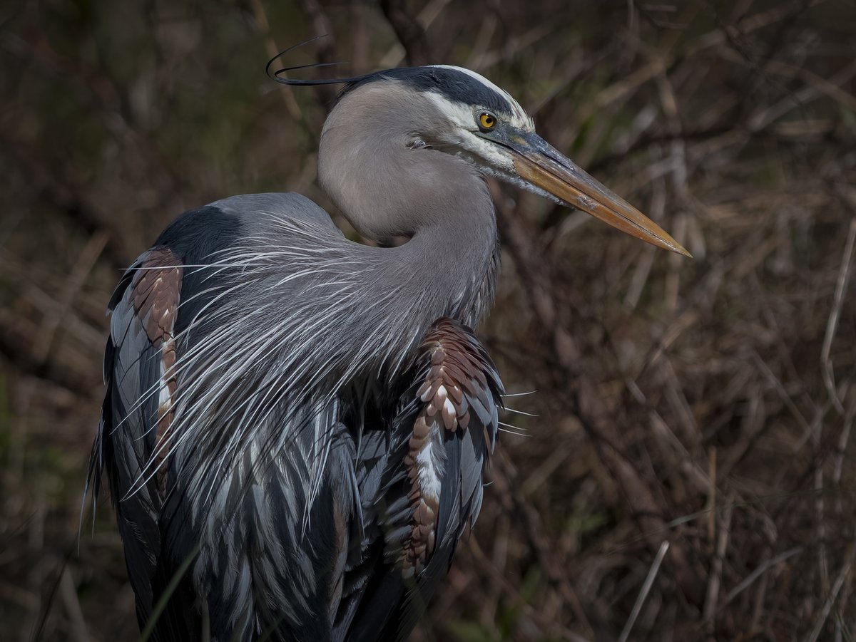 Strike a pose | recommend full view

#TwitterNatureCommunity 
#TwitterNaturePhotography 
#BirdsOfAFeather 
#BirdsOfTwitter 
#wildlifephotography 
#NaturePhotography