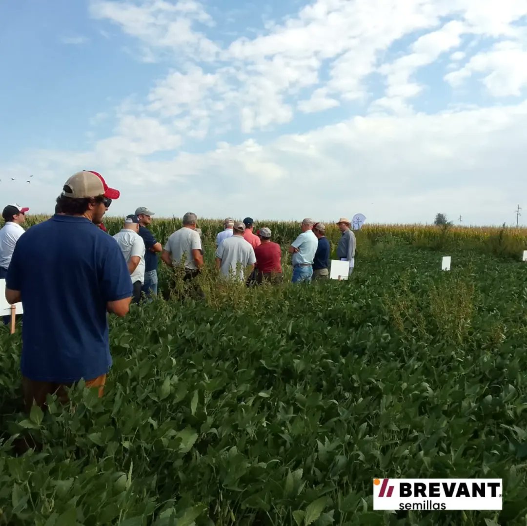 AgroProdas's tweet photo. Continuamos con las recorridas en los MIB:
📍Los Cardos, Sta Fe.
👉Compartimos resultados con nuestros clientes.
#Soja #Maiz #Enlist
#Titus #Ligate #Remigate
#Texaro #Spider #Elevore
@brevantsemillas
@corteva
https://t.co/r8quI0iTsR https://t.co/HDW9ZxcdL6