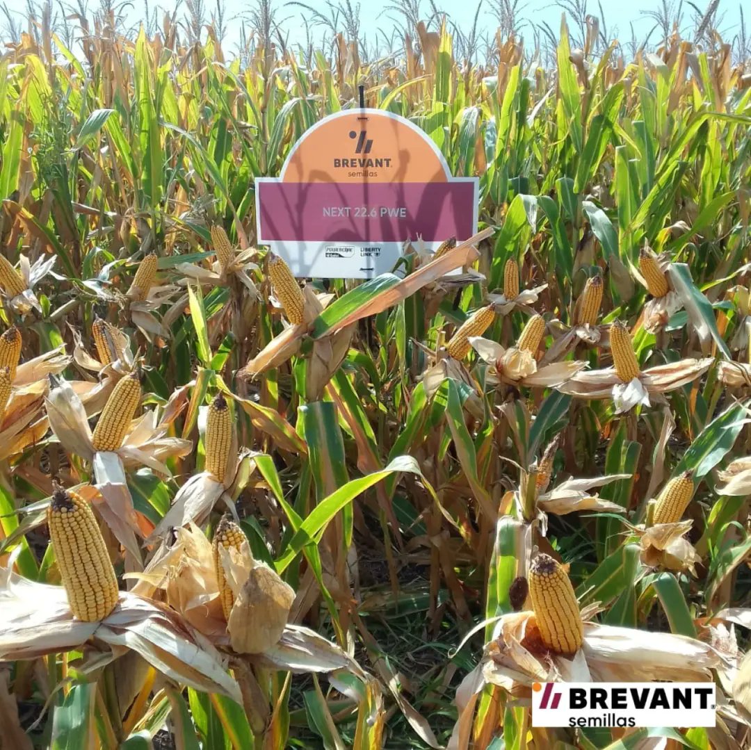 AgroProdas's tweet photo. Continuamos con las recorridas en los MIB:
📍Los Cardos, Sta Fe.
👉Compartimos resultados con nuestros clientes.
#Soja #Maiz #Enlist
#Titus #Ligate #Remigate
#Texaro #Spider #Elevore
@brevantsemillas
@corteva
https://t.co/r8quI0iTsR https://t.co/HDW9ZxcdL6