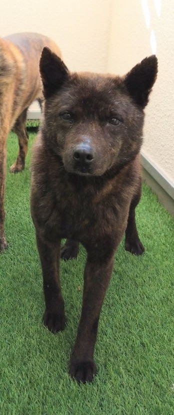 malcome_kzn's tweet photo. 一週間前から一時保護していた甲斐犬が脱走し、羽根木公園で確保できそうでしたが、逃げられてしまいました。引き続き、見かけたらご連絡お願いいたします❗

※メス、約10kg、黒っぽい虎毛、黒白の首輪、乳首が目立つ
speedstar.rm@gmail.com
#東京都杉並区下高井戸
#迷子犬
#迷い犬
#拡散希望 https://t.co/mpjVwvmQlS