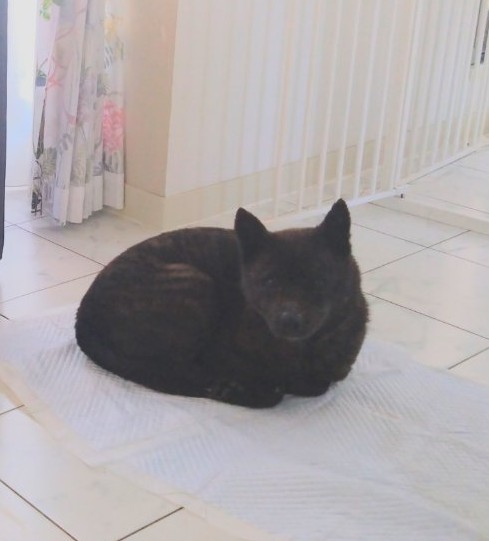 malcome_kzn's tweet photo. 一週間前から一時保護していた甲斐犬が脱走し、羽根木公園で確保できそうでしたが、逃げられてしまいました。引き続き、見かけたらご連絡お願いいたします❗

※メス、約10kg、黒っぽい虎毛、黒白の首輪、乳首が目立つ
speedstar.rm@gmail.com
#東京都杉並区下高井戸
#迷子犬
#迷い犬
#拡散希望 https://t.co/mpjVwvmQlS