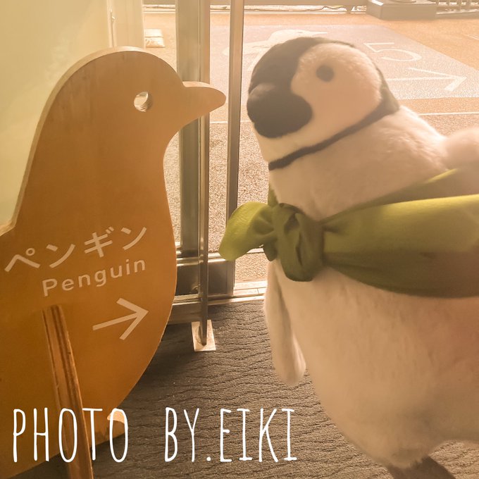 京都水族館でペンギンを見に来たちとせちゃん#おこしやすちとせちゃん 
