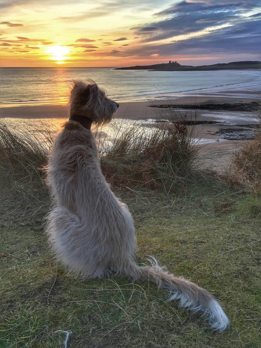 Here I am up on my old friend Daisy’s favourite place.  <a href="/DaisyOfNland/">Daisy Dog 🌈</a> runs as free as the wind up here now ❤️