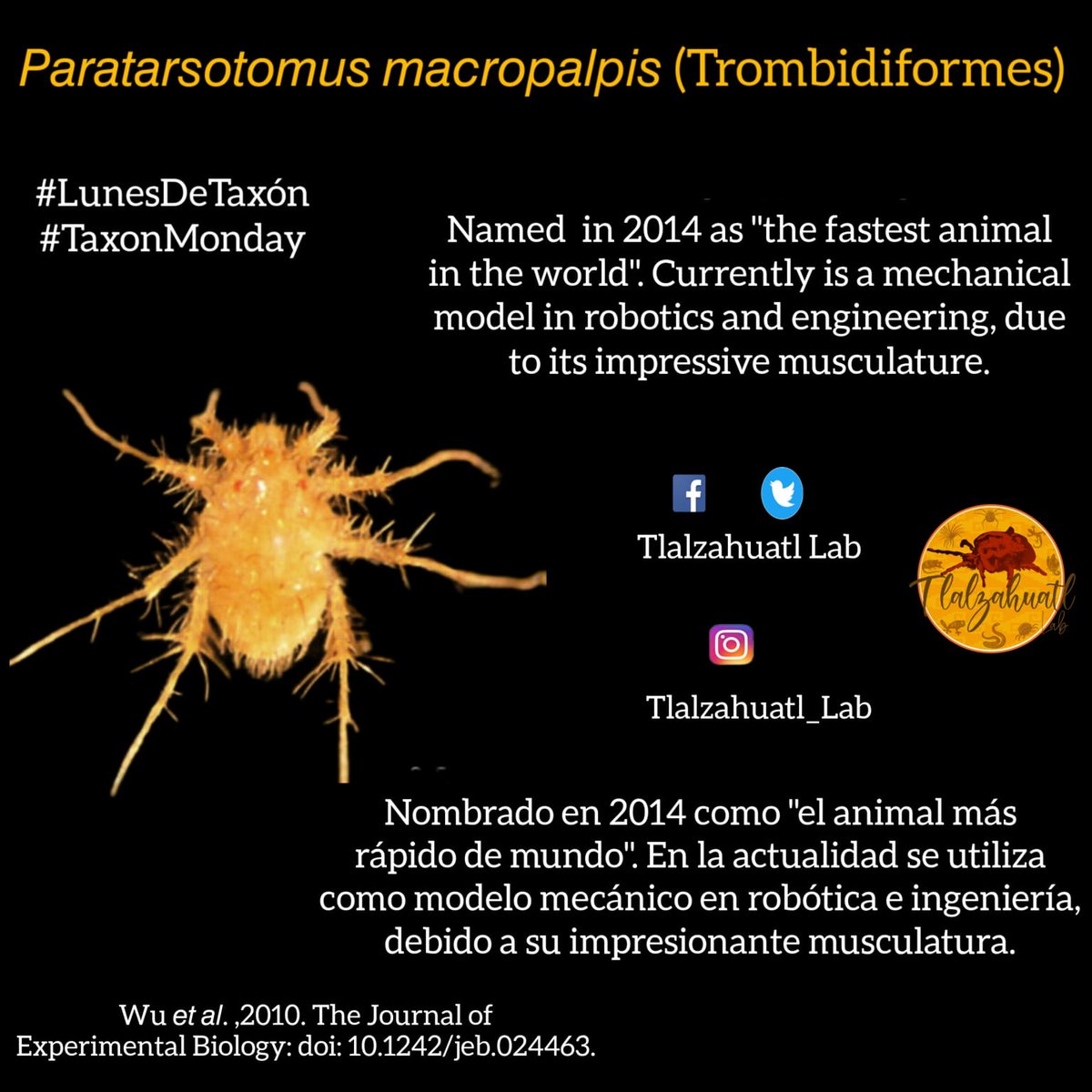 TlalzahuatlLab's tweet photo. #TaxonMonday 154
🥇🔬🕷 Our partner @CristianVictorino illustrates the fastest mite in the animal kingdom.
_ _ _ _ _
#LunesDeTaxón 154
🕷🔬🥇 Nuestro compa��ero @CristianVictorino nos ilustra al ácaro más rápido del reino animal. https://t.co/zAtxo7vobM