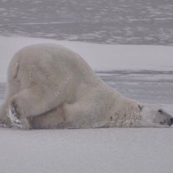 It's Monday and Polar Bears are the BEST at dealing with the Mondays.
Since it's #InternationalPolarBearDay let's learn a bit about Polar Bears!
(Dadguy is sharing his photos and videos from the tundra)