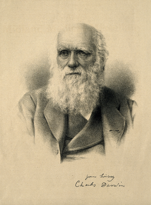 Darwin's word is generally heralded as the authoritative opinion on matters of evolution. One of the things he said that we've been nodding along with for centuries is that males are larger than females in most mammals. (1/13)