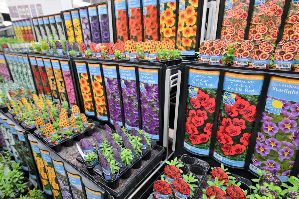 VanHage's tweet photo. Plug plants - the easy way to a colourful summer!
We now have a wide selection to choose from in-store, ready to brighten your garden this summer. Protect them from frost and keep them watered and fed until they are ready to plant out when the weather becomes warmer.
#plugplants https://t.co/oeCQ2Xk8qj
