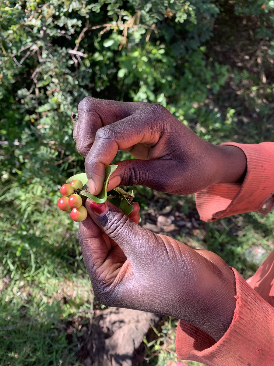 The Oloololo escarpment in the Maasai Mara is full of medicinal herbs. Ask anyone here and they will show you the forest’s wonders.