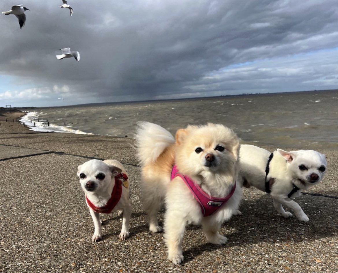 Proud tiny #dogs on the #thames #estuary #isleofsheppey