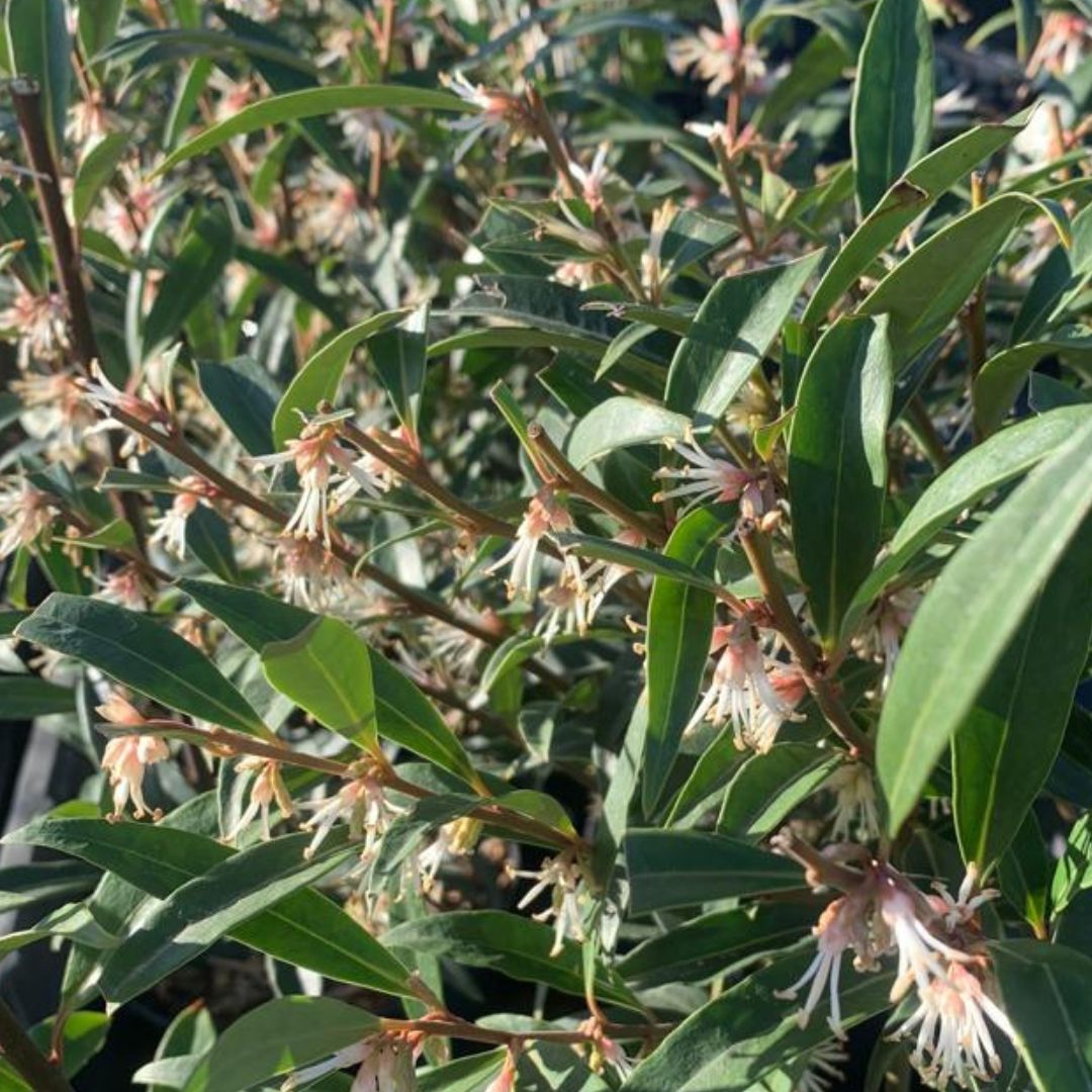suttons_seeds's tweet photo. Plant of the Week 🌱The ever-popular #Sarcococca confusa provides winter colour and fragrance in your garden! A hard to miss #shrub with its powerful, honey-like fragrance. Don't miss out - It's looking great in our #nursery right now 👉 https://t.co/MeQ9izehyL https://t.co/DtClWEIcdK