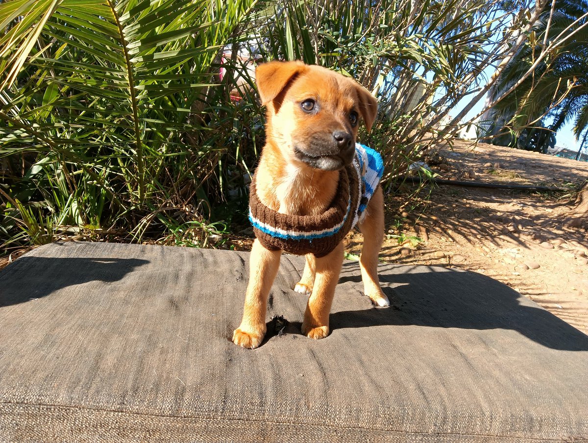 ‼️ ACHIK EN ADOPCIÓN ‼️

Nuestra pequeña ya está en adopción!! Podéis encontrar toda la información sobre ella y link de cuestionario para adoptar aquí: 
facebook.com/11179724130341…

Para más información contactar al 622629375📞
