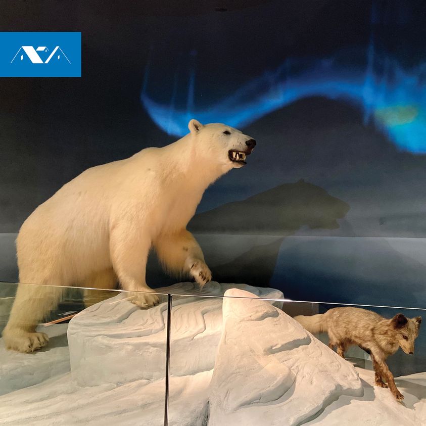 It's #InternationalPolarBearDay!

Did you know #PolarBears are the world's largest land-dwelling carnivores and the largest species of bear overall?

You can get up close to our polar bear in our Level 3 Museum, with the beautiful Northern Lights shining behind. #RoomsNL