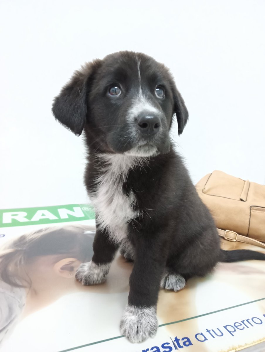 ‼️ARUNA EN ADOPCIÓN‼️

Aruna, nuestra preciosa cruce de mastín aún busca su familia definitiva 🏡
Podéis encontrar toda la información sobre ella y link de cuestionario de adopción aquí: facebook.com/11179724130341…

Más información mandar WhatsApp al 622629375 📞