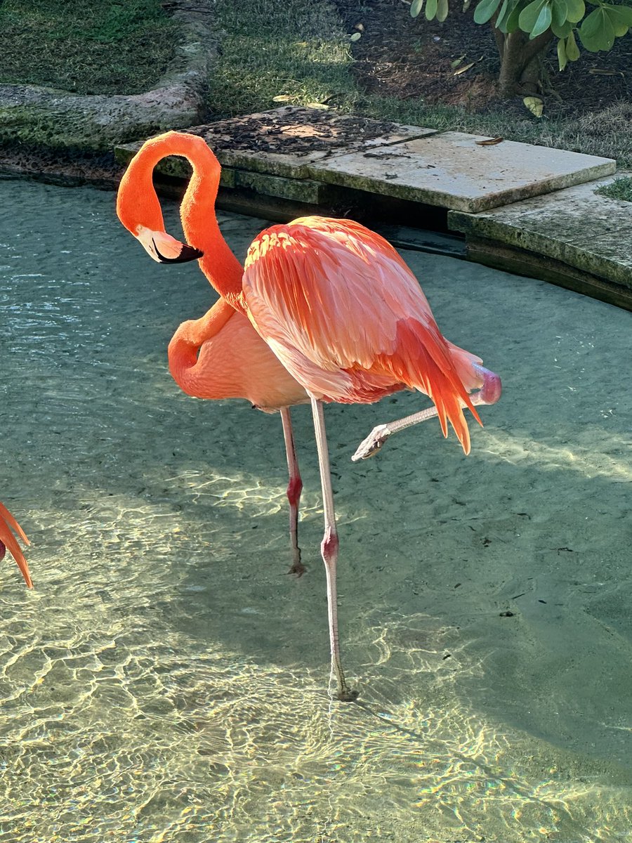 Flamingo view in the morning? Yes, please! <a href="/Chronicle5/">WCVB Chronicle</a> <a href="/shaynatv5/">Shayna Seymour</a> #ThanksDeb