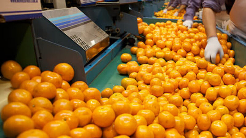 federcitrus's tweet photo. 🆕Medidas para resguardar las áreas libres y protegidas de mosca de los frutos en Argentina 

👉https://t.co/zXVvlYs8OP 

@SenasaAR @CECNEA_arg @Acnoacitrus @AgriculturaAR 
#CuidemosNuestrosCitricos #fruta #citrus #citrico #agricultura #campoargentino #argentina https://t.co/6cS3WSJkhf
