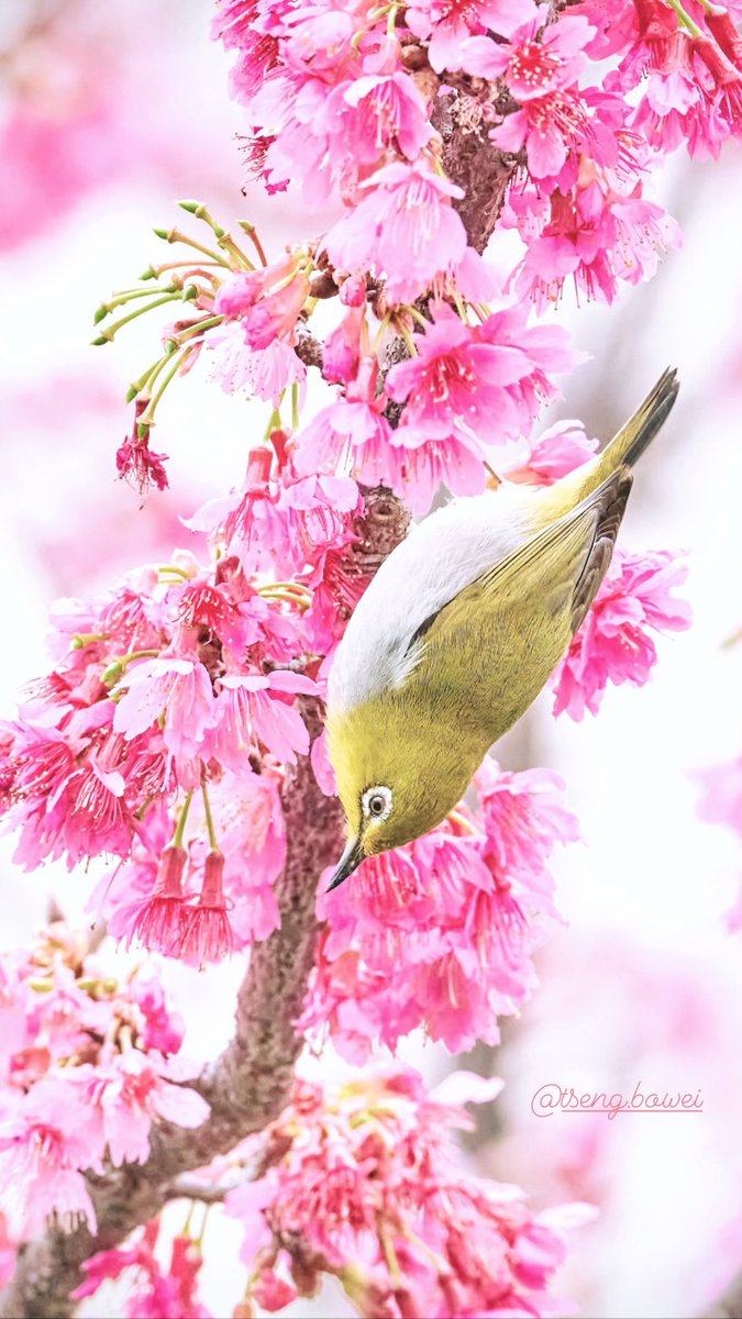 紀念一下2023的春天😌

#目白 #メジロ #綠繡眼 #櫻花 #桜