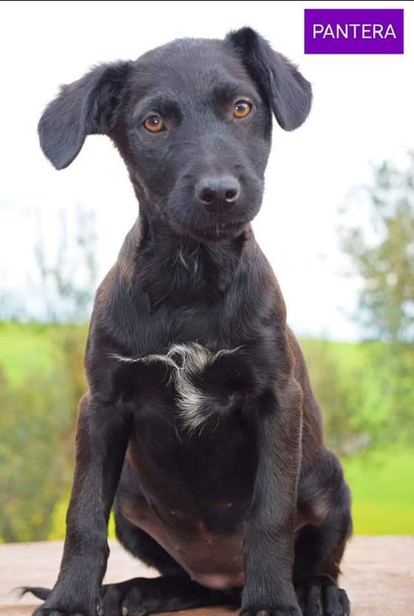‼️ PUMA, EMO, TERRÓN Y PANTERA EN ADOPCIÓN ‼️

Carbón ya ha encontrado su hogar y sus hermanos siguen buscando sus respectivas familias!! 
Podéis encontrar toda la información sobre ellos y cuestionario de adopción aquí: 
facebook.com/11179724130341…

WhatsApp 622629375📞