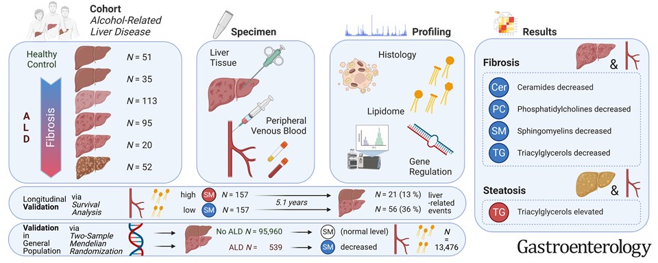 The #lipidome in #alcohol-related #liver disease (ALD) now in @AGA_Gastro:
🔎300+ 🇩🇰 patients, liver &🩸
✔️#Sphingomyelin (SM) ↘️ as #fibrosis ↗️
✔️SMs⬇️more in ‘pure’ #ALD than in #NAFLD-like ALD
✔️⬇️SMs ~⬆️disease progression risk
✔️ALD causes⬇️🩸SM

👉 gastrojournal.org/article/S0016-…