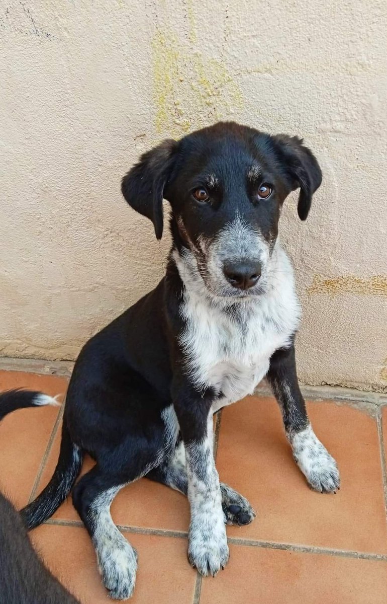 ‼️ MADDY EN ADOPCIÓN ‼️

Abandonada sola en la calle, llevada a la perrera y ahora preparada para encontrar su familia definitiva! Es una cachorra 💯
Podéis encontrar más información sobre ella y link del cuestionario aquí: facebook.com/11179724130341…

Más información al 622629375