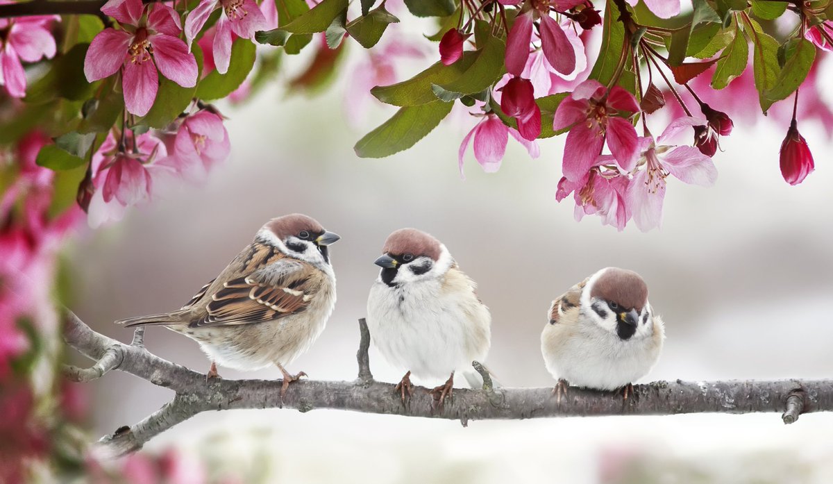ValueIntoWords's tweet photo. Clarity it brightens me,
With all the newness I can see,
And tweeting birds boldly decree
This is how life ought to be.

All about, I feel the warmth,
Of new-found spring + songs performed,
Winter cold is now transformed 
I, in kind, am newly formed.

©️JBPMicropoetry https://t.co/ZHy8azuD9w
