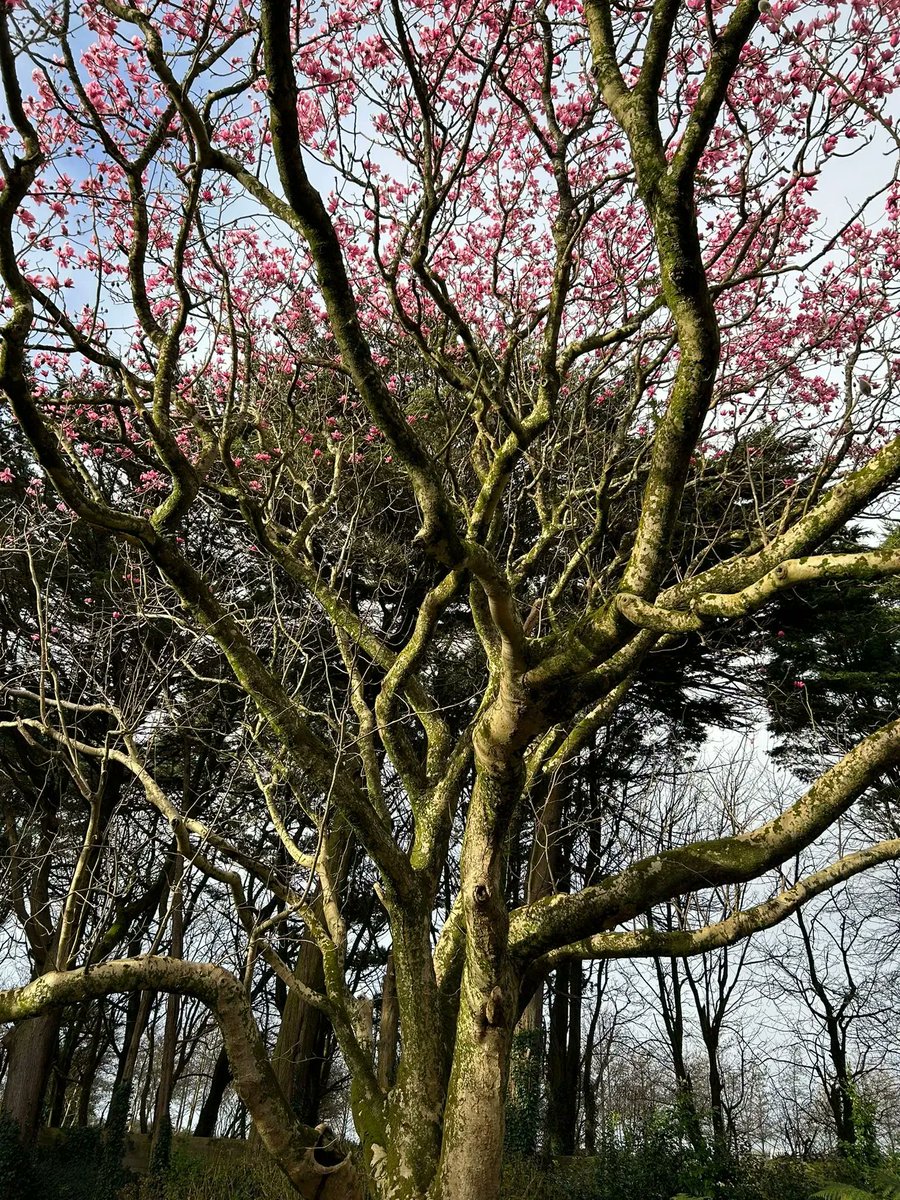 CwllGardenSoc's tweet photo. A very old and magnificent #Magnolia campbellii in full flower at @TrewiddenGarden  
🌺 https://t.co/QRkQRWdAcE for #CGS #SpringFlowerShow tickets
#Cornwall #CornishGarden #Spring #SpringFlower #SignsOfSpring #SpringStory #GreatGardensOfCornwall https://t.co/zx1NN6Zd4Y