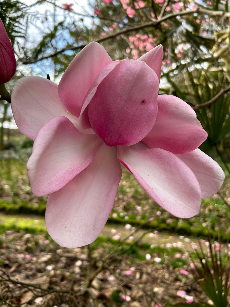 CwllGardenSoc's tweet photo. A very old and magnificent #Magnolia campbellii in full flower at @TrewiddenGarden  
🌺 https://t.co/QRkQRWdAcE for #CGS #SpringFlowerShow tickets
#Cornwall #CornishGarden #Spring #SpringFlower #SignsOfSpring #SpringStory #GreatGardensOfCornwall https://t.co/zx1NN6Zd4Y