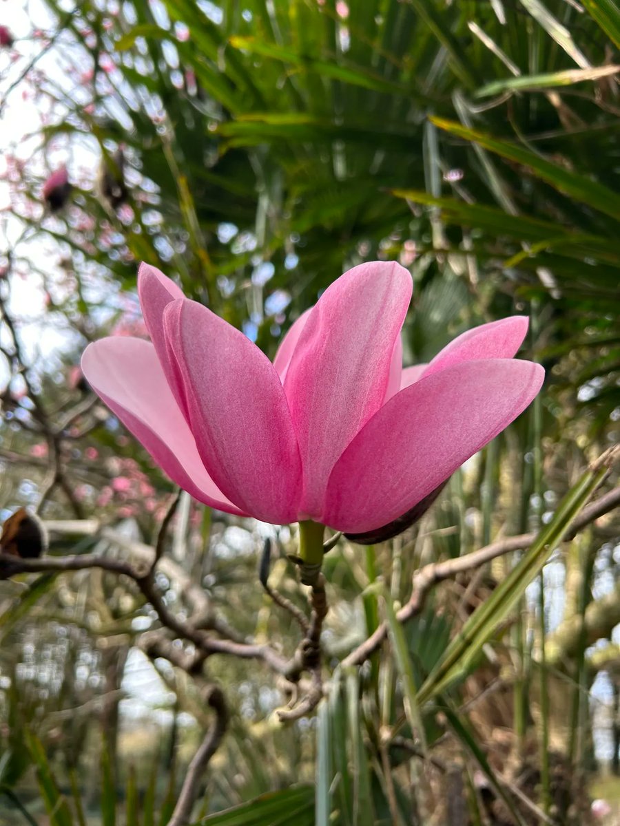 CwllGardenSoc's tweet photo. A very old and magnificent #Magnolia campbellii in full flower at @TrewiddenGarden  
🌺 https://t.co/QRkQRWdAcE for #CGS #SpringFlowerShow tickets
#Cornwall #CornishGarden #Spring #SpringFlower #SignsOfSpring #SpringStory #GreatGardensOfCornwall https://t.co/zx1NN6Zd4Y