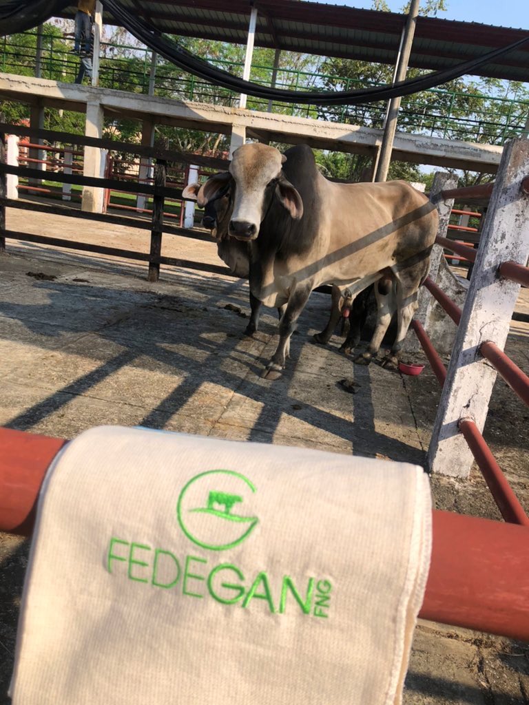 PLpurificacion's tweet image. @Fedegan presente en la XXII Feria Comercial Ganadera en Purificación Tolima, acompañando al @comitepuri @AlcPurificacion 
@jflafaurie @TolimaHuila @ganaderostolima 
#construyendoganaderia 
#orgullosamenteganaderos