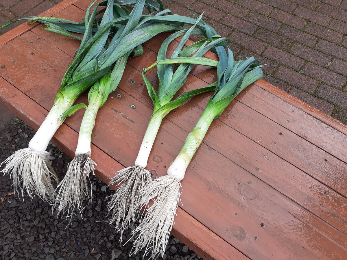 Sacro Garden Project tweet media