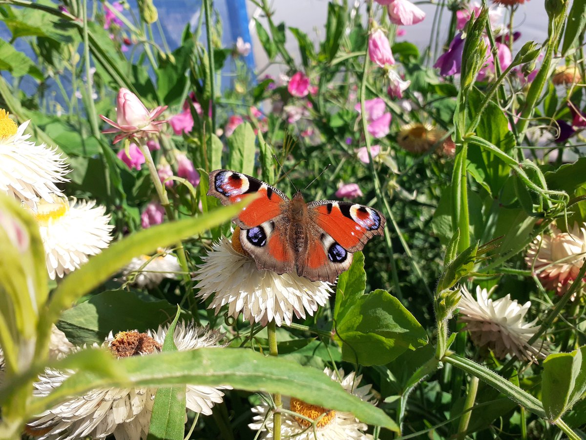 Sacro Garden Project (@gardensacro) on Twitter photo The Garden Project Glasgow encourages healthy and permanent lifestyle changes through gardening skills. It is delivered by experienced gardeners and is open for referrals. Email info@sacro.org.uk or phone 0141 260 0400 for more info. #growyourown #naturehealthpathway The Garden Project Glasgow encourages healthy and permanent lifestyle changes through gardening skills. It is delivered by experienced gardeners and is open for referrals. Email info@sacro.org.uk or phone 0141 260 0400 for more info. #growyourown #naturehealthpathway