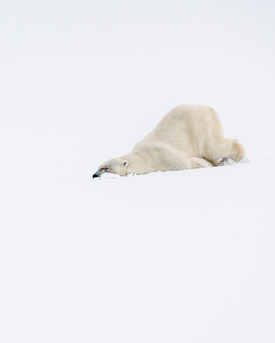 Polar bears through the lens of Cristina Mittermeier. #InternationalPolarBearDay
cc: @cmittermeier