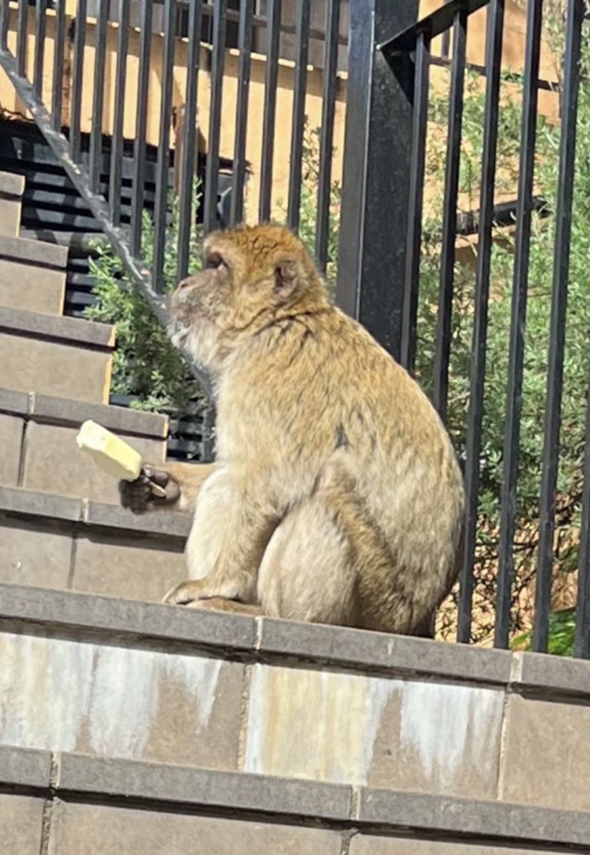 Say what you like about Gibraltar, but where else can you see a monkey casually eating a @walls white magnum