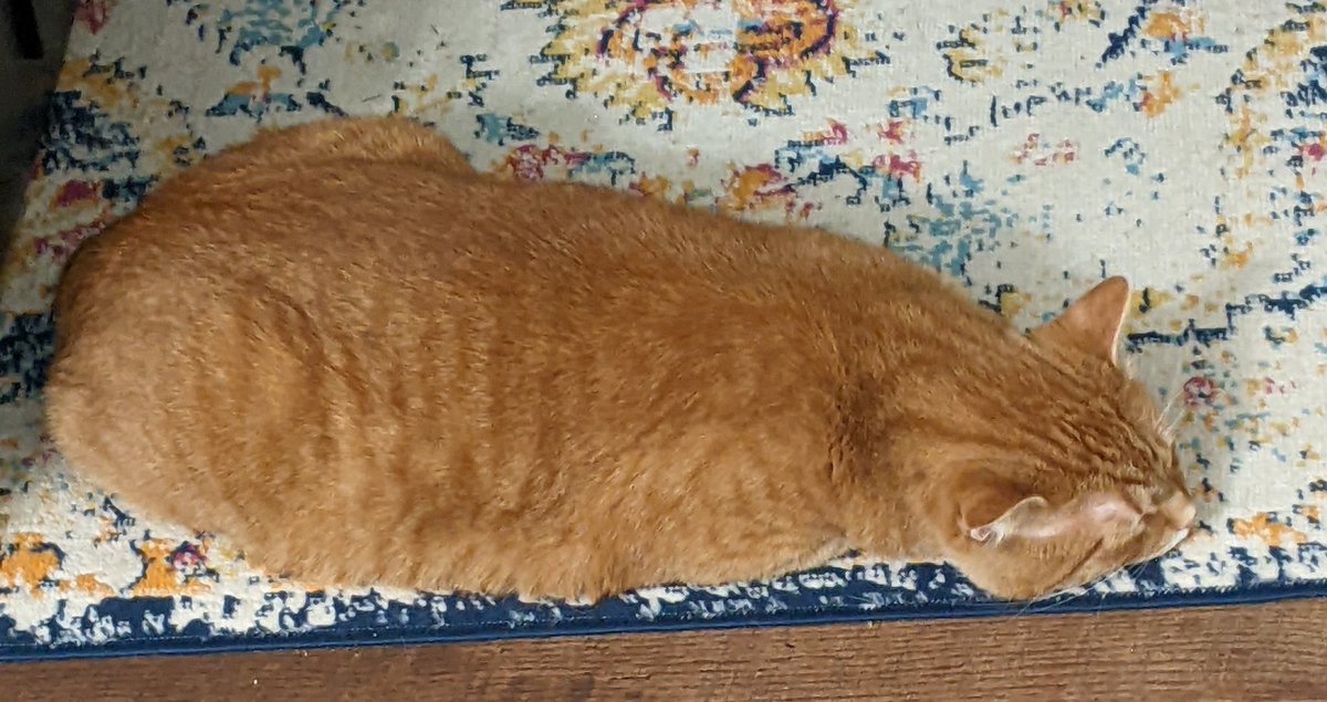 Cousin Zephyr's #chonkycat loaf. Gorgeous isn't he? #kittyloafmonday #CatsOfTwitter #CatsOnTwitter #CatTwitter #CuteCats #gingercats #chonkycat #moggies #catpics #cats #RescueCats #orangecats #February2023