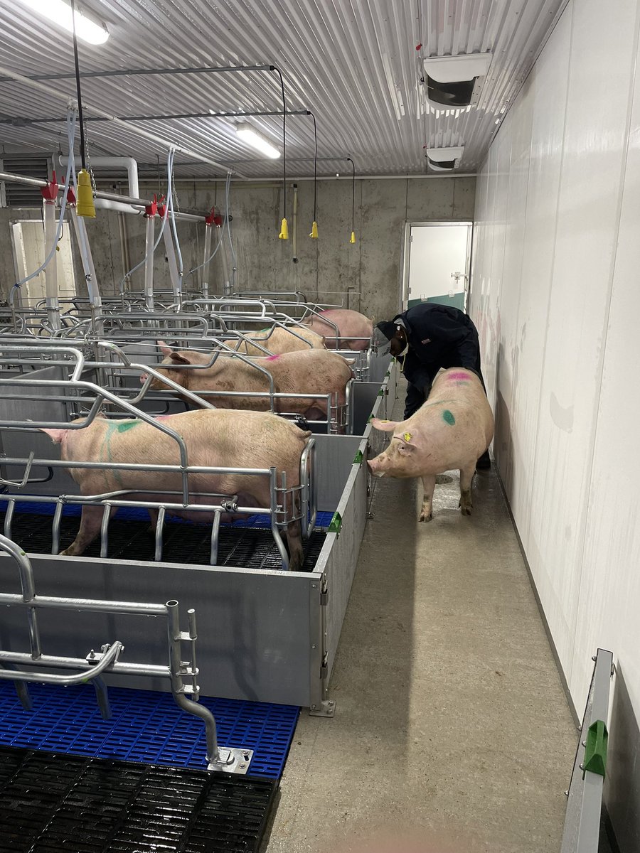 First gilts moving into the farrowing rooms!!!  First ones due to farrow end of this week