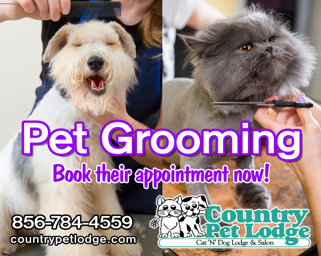 CountryPetLodge's tweet photo. We're getting busy!! Call now to book their appointment!!
πβ¨πΈβοΈβ€οΈπΆπΈπ₯°πΎ #petgrooming #petgroomer #doggrooming #doggroomer #catgrooming #catgroomer #petsalon #grooming #groomingsalon #trimming #trimmingsalon #dogstylist #doglovers #catlovers
#coun⦠https://t.co/nf17CUxPrV https://t.co/MCXgDG9VXK