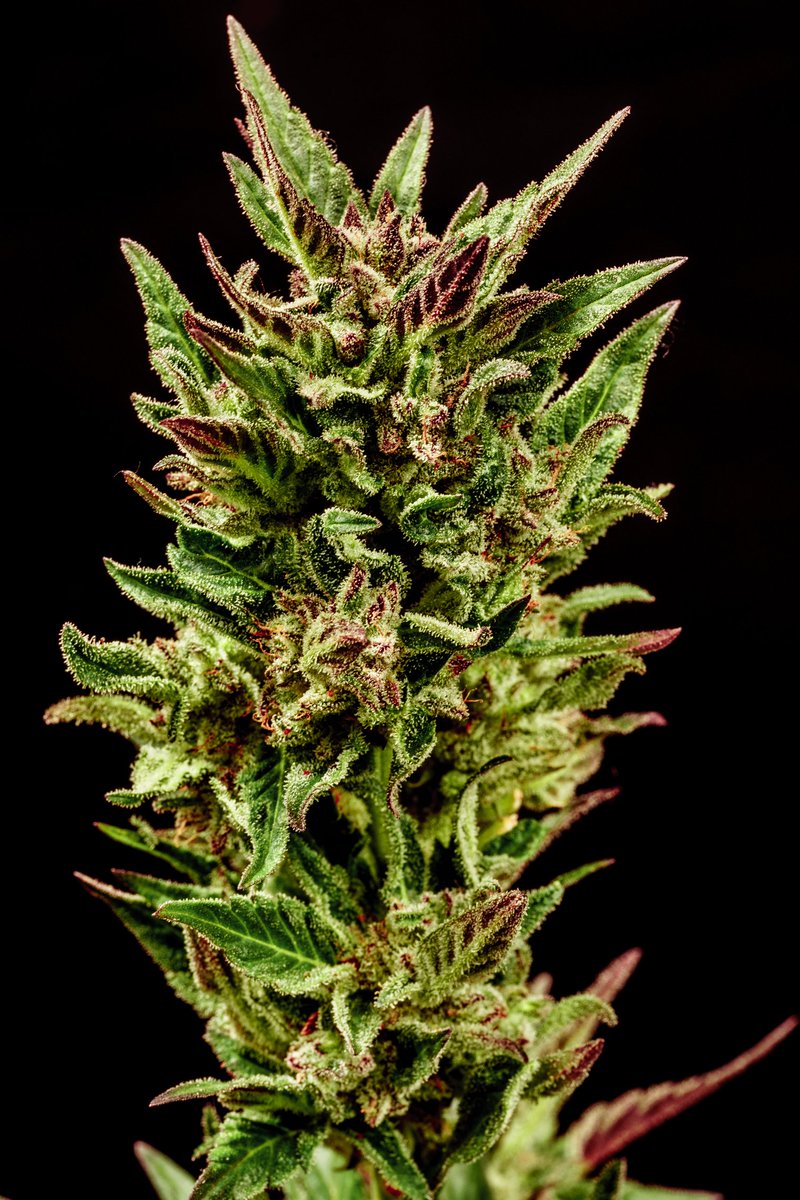 KannabiaGlobal's tweet photo. 📷 KRITIC AUTO by #KannabiaSeeds 🌱 @IntKannabia @Kannabia_Samen @KannabiaLatam
📸 Gracias a la amiga #kannabista @Sophie_MJ 🫶😍💯🧡💚
ℹ️ #KriticAuto #seeds ➡️ https://t.co/DYVqCfkq2W
Auto 🌻
Critical x Ruderalis
Indica dominant hybrid
#CannabisCommunity #CannabisCulture https://t.co/7Jh5eXszSV