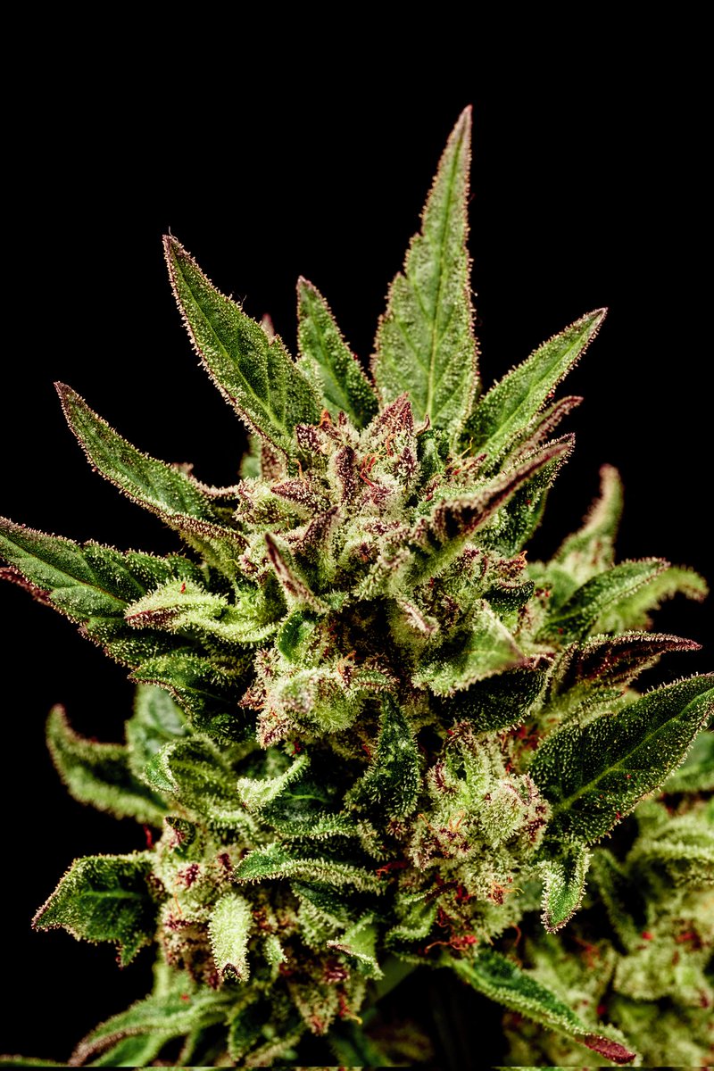 KannabiaGlobal's tweet photo. 📷 KRITIC AUTO by #KannabiaSeeds 🌱 @IntKannabia @Kannabia_Samen @KannabiaLatam
📸 Gracias a la amiga #kannabista @Sophie_MJ 🫶😍💯🧡💚
ℹ️ #KriticAuto #seeds ➡️ https://t.co/DYVqCfkq2W
Auto 🌻
Critical x Ruderalis
Indica dominant hybrid
#CannabisCommunity #CannabisCulture https://t.co/7Jh5eXszSV
