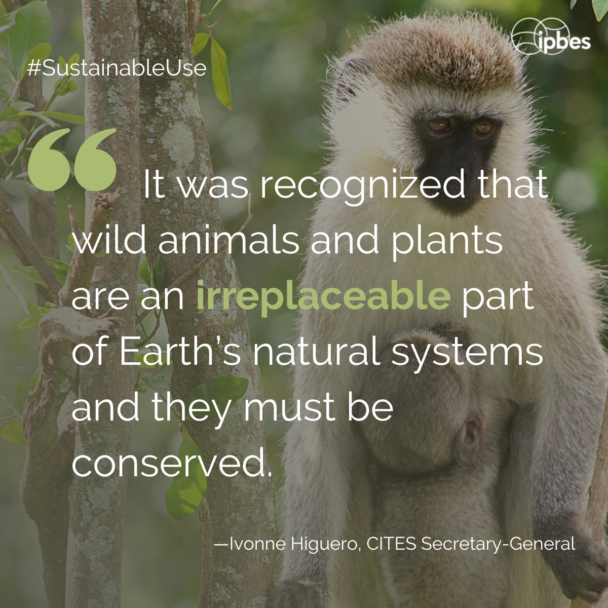 Celebrate wild species on #WorldWildlifeDay!🌿 The use of wild species is vital to human communities, but their unsustainable use increases the risk of their extinction. Find out how ppl can benefit more sustainably from wild species in @ipbes #SustainableUse report. #WWD2023