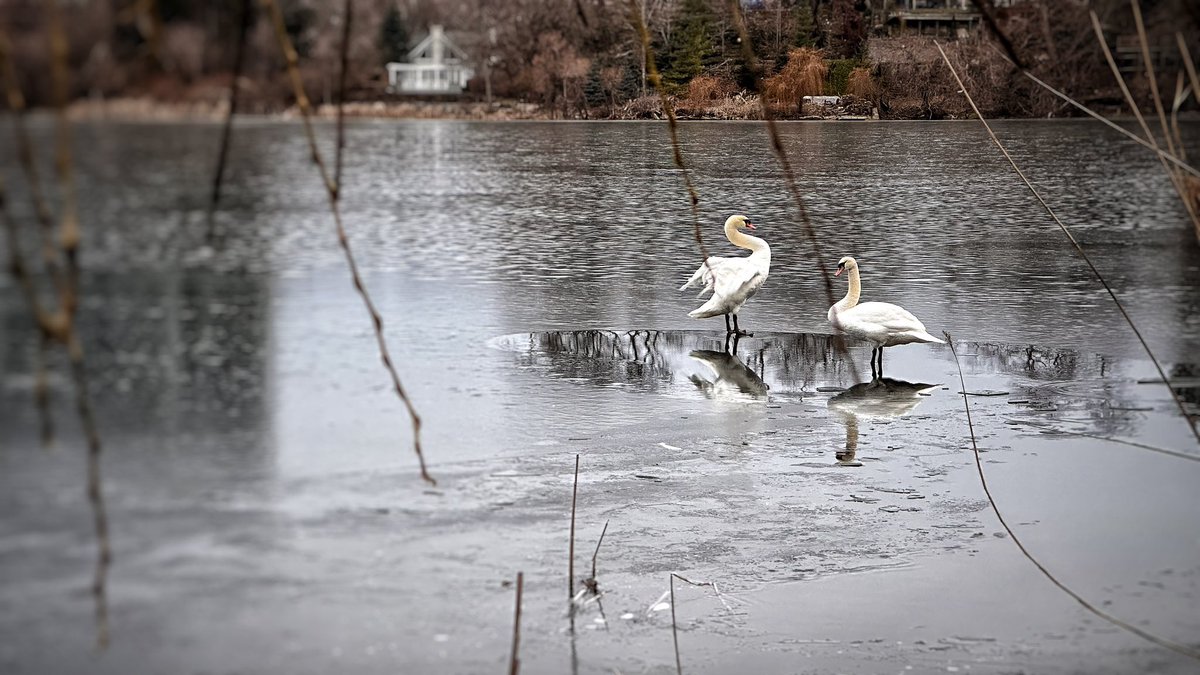 Can you identify these birds? They are not swans I see there normally and they looked like Canadian geese from distance but they are not. What the hell are they doing on a frozen pond during peak winter in Toronto? 😀 
Answer: they’re #MuteSwans- Cornell #Ornithology Labs.