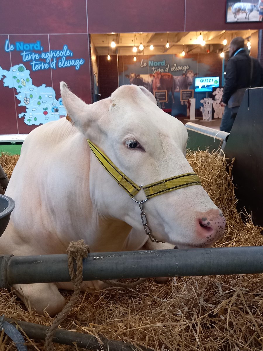 departement59's tweet photo. Le @Salondelagri est de retour à Paris ! 🐮
Le #Nord débarque dans la capitale avec ses superbes races locales, ses éleveurs passionnés et des produits #madein59 pour vous régaler les papilles ! On vous attend sur notre stand situé dans le hall de l’élevage. #sia2023 https://t.co/8G55W9cOxd