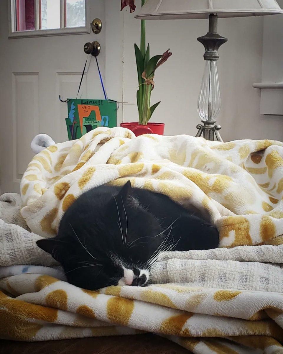 JimORourkeESQ's tweet image. Mr. Smith's ambitious weekend plans...#CatsOfTwitter #cozy #blanky