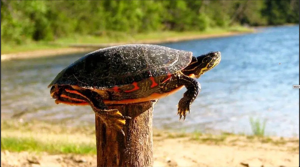Heard this phrase twice during #ACGME2023. If you see a turtle on a fence post, how did it get there? It had help from others. True for all of us…#MedEd