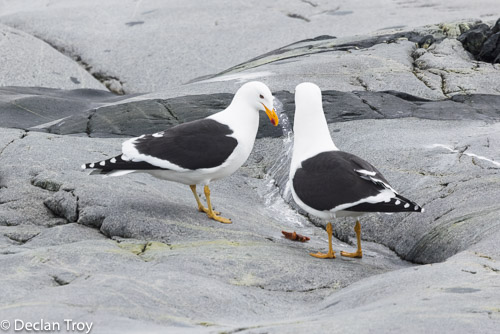 Kelp Gulls contemplating a potential meal. Looks kind of like a starfish (perhaps Antarctic Starfish Odontaster validus) but they don't seem too excited about it. #SaturdayLaridae #SeabirderSaturday #Antarctica