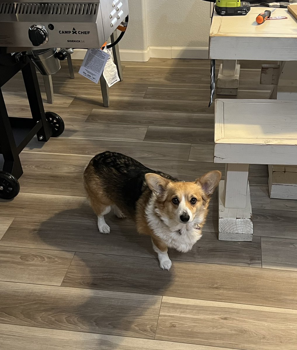 The Hubby treated himself to a new Campchef grill. Oh, and Piper says good morning!☀️ #campchef #newgrill #corgis #corgisoftwitter