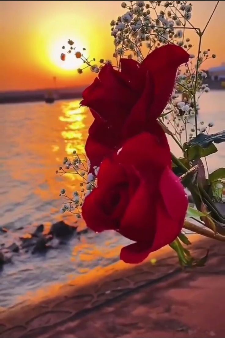 ruben_corella's tweet photo. #roses #rose #rosesforpeace #sunset #redmood #redroses #sea #seashore #dusk #Twilight #crepusculo #mer #water #atardecer #Landscapes #sightseeing #goldensun #nature https://t.co/xVJFOPG8aE